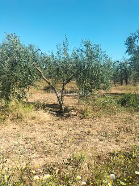 Foto 11c9649e-2fda-4d88-b5f2-ed2927c5bac9. Finca rústica atención magnifica finca de olivos con pozo y caseta de aperos . en Bollullos de la Mitación