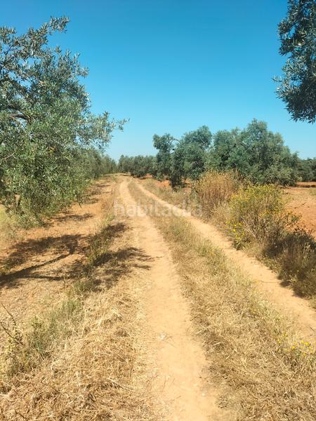 Foto 152ff8c9-0523-4970-beb8-826f10442f5b. Finca rústica atención magnifica finca de olivos con pozo y caseta de aperos . en Bollullos de la Mitación