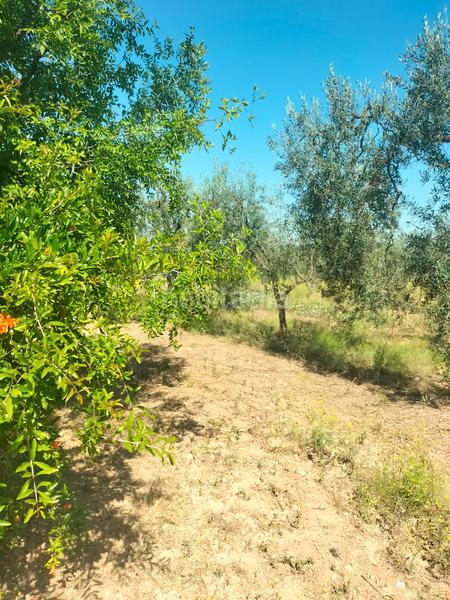 Foto 2935623a-3bb3-4976-9553-fd9bc76ba43b. Finca rústica atención magnifica finca de olivos con pozo y caseta de aperos . en Bollullos de la Mitación