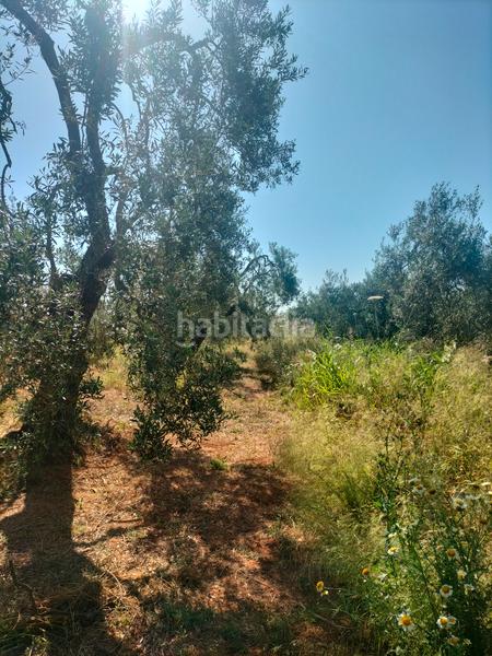 Foto 387de1d0-b45a-4e35-aa32-9aa264f7e23c. Finca rústica atención magnifica finca de olivos con pozo y caseta de aperos . en Bollullos de la Mitación