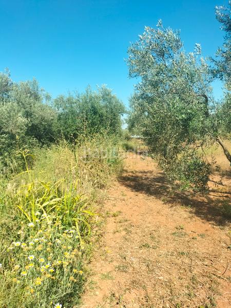 Foto 3ac90681-fd56-4e97-a996-79d2418c7c66. Finca rústica atención magnifica finca de olivos con pozo y caseta de aperos . en Bollullos de la Mitación