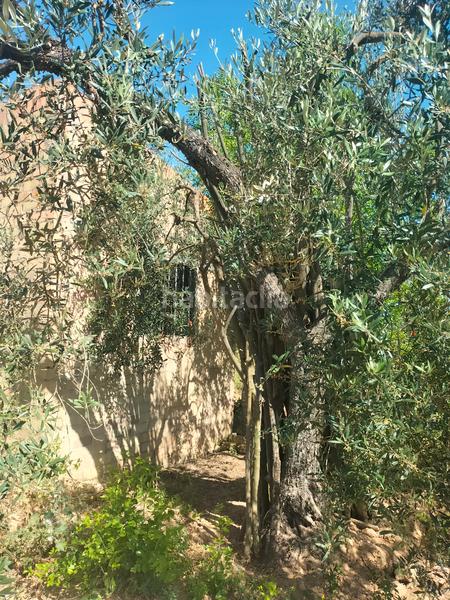 Foto 3bc99e00-ed69-46fd-9162-2726bdfd7182. Finca rústica atención magnifica finca de olivos con pozo y caseta de aperos . en Bollullos de la Mitación