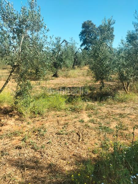 Foto 419a9a57-353f-43a4-8caf-42aa7b17b066. Finca rústica atención magnifica finca de olivos con pozo y caseta de aperos . en Bollullos de la Mitación