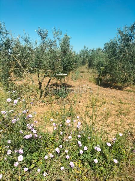 Foto 5cb2bccb-25d6-4369-9109-4e79088cd129. Finca rústica atención magnifica finca de olivos con pozo y caseta de aperos . en Bollullos de la Mitación