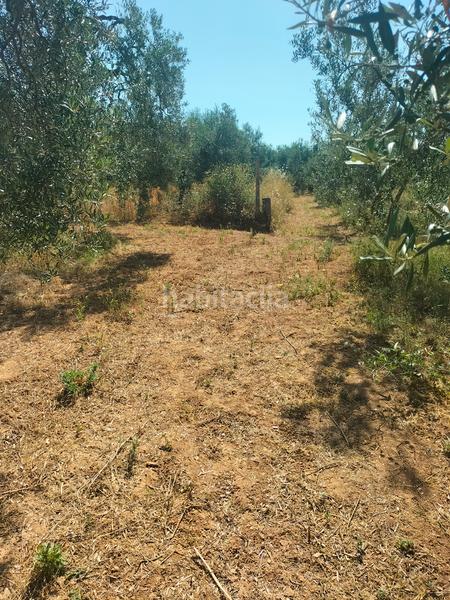 Foto 6c275602-acc6-4125-aefa-50b287b32141. Finca rústica atención magnifica finca de olivos con pozo y caseta de aperos . en Bollullos de la Mitación