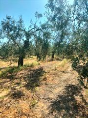 Finca rústica a Bollullos de la Mitación. Atención magnifica finca de olivos con pozo y caseta de aperos .