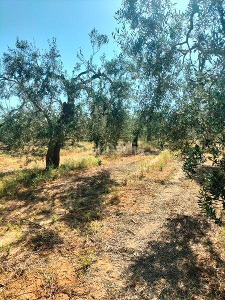 Foto 77e238e2-5980-4305-8fab-9f461e84132e. Finca rústica atención magnifica finca de olivos con pozo y caseta de aperos . en Bollullos de la Mitación