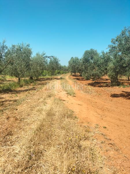 Foto 7a24e365-22e5-4a70-885e-308aa1836234. Finca rústica atención magnifica finca de olivos con pozo y caseta de aperos . en Bollullos de la Mitación