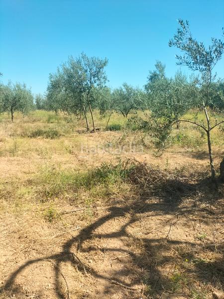 Foto 8353aec0-d32c-4618-8939-8a7b38d72085. Finca rústica atención magnifica finca de olivos con pozo y caseta de aperos . en Bollullos de la Mitación