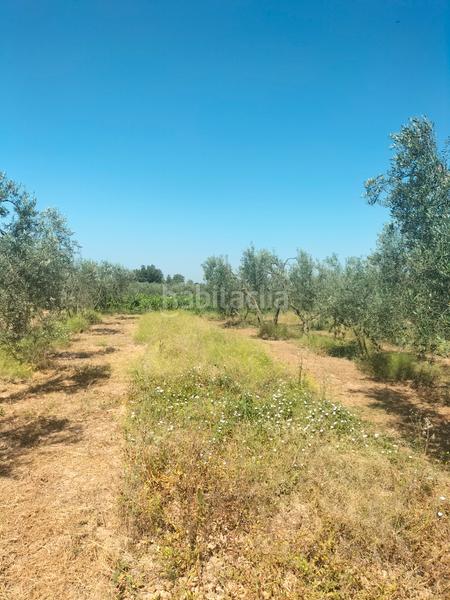 Foto 9effabbc-a082-45c9-b2de-5588c4452e2e. Finca rústica atención magnifica finca de olivos con pozo y caseta de aperos . en Bollullos de la Mitación
