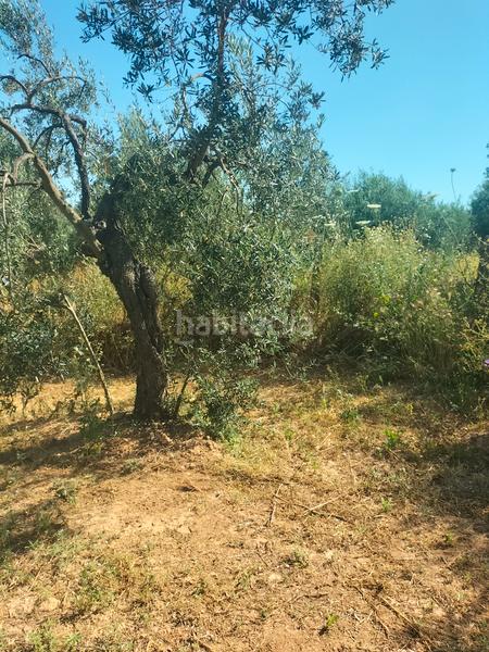 Foto a044405e-783b-45fb-b4ee-cd9ba81dcb7e. Finca rústica atención magnifica finca de olivos con pozo y caseta de aperos . en Bollullos de la Mitación