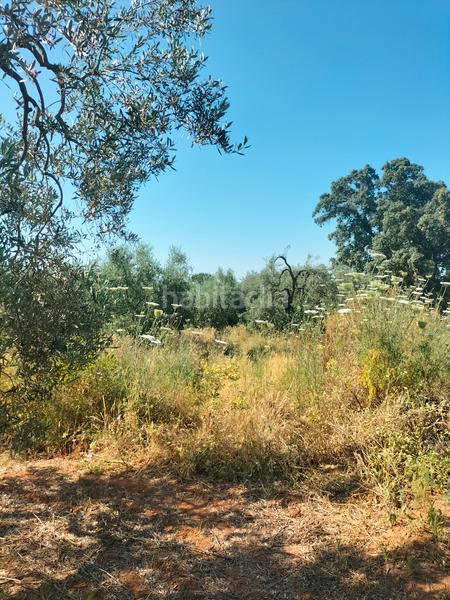 Foto a7ecd0fb-d312-460c-8b9a-ee2759d183c3. Finca rústica atención magnifica finca de olivos con pozo y caseta de aperos . en Bollullos de la Mitación