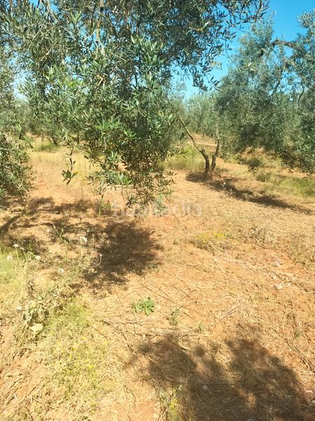 Foto ab8d9b72-c65d-4524-9ca2-ba06141809e7. Finca rústica atención magnifica finca de olivos con pozo y caseta de aperos . en Bollullos de la Mitación