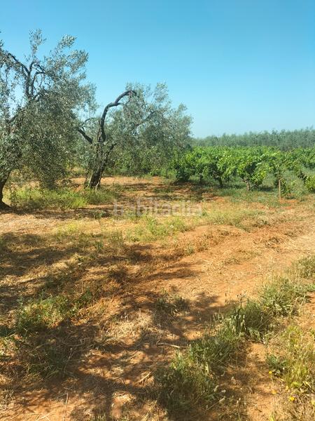 Foto b94465a0-d931-4049-bd3c-0fc464d8ce08. Finca rústica atención magnifica finca de olivos con pozo y caseta de aperos . en Bollullos de la Mitación