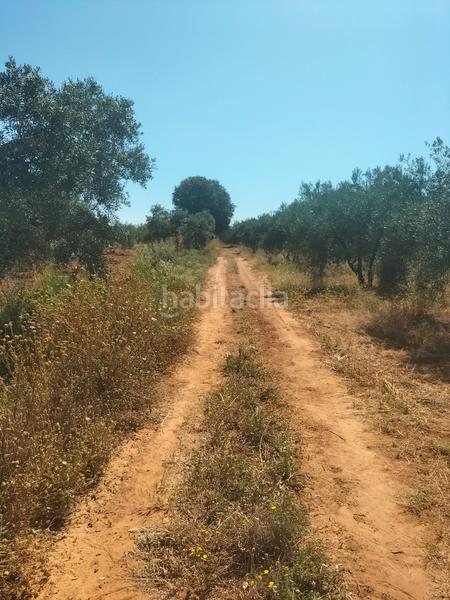 Foto bac37bce-c33c-4ae9-8052-3ef8c6149f63. Finca rústica atención magnifica finca de olivos con pozo y caseta de aperos . en Bollullos de la Mitación