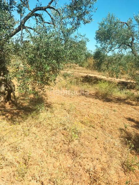 Foto c5a48f88-83e2-40ec-a219-1e9467eadcbb. Finca rústica atención magnifica finca de olivos con pozo y caseta de aperos . en Bollullos de la Mitación
