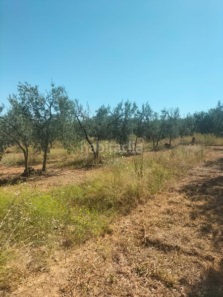 Foto cbaaadf9-b7c2-4a62-ac71-092465720ede. Finca rústica atención magnifica finca de olivos con pozo y caseta de aperos . en Bollullos de la Mitación