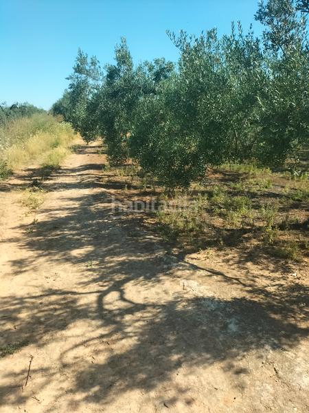 Foto d0318f77-9b6a-4ba1-9a22-31318ef5f300. Finca rústica atención magnifica finca de olivos con pozo y caseta de aperos . en Bollullos de la Mitación