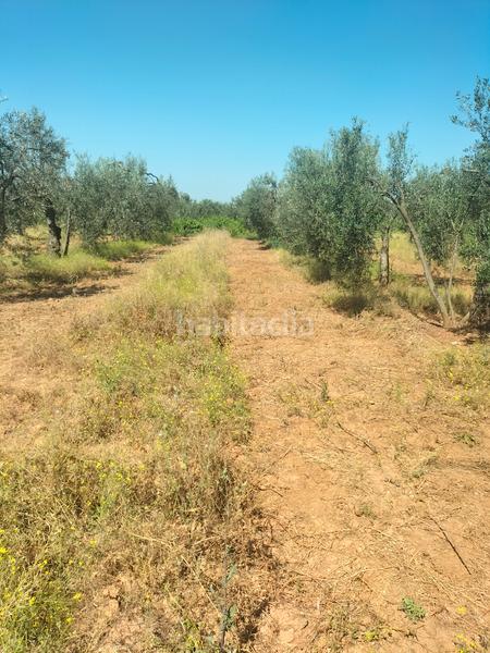 Foto d5e84600-2bf0-495e-a272-97c9fa41ccd4. Finca rústica atención magnifica finca de olivos con pozo y caseta de aperos . en Bollullos de la Mitación