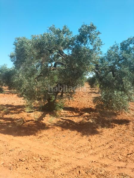 Foto da45febb-dd47-419e-b4fe-539313ba26bb. Finca rústica atención magnifica finca de olivos con pozo y caseta de aperos . en Bollullos de la Mitación