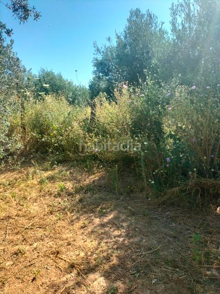 Foto daf2ed1e-7d82-4f2a-9e44-5a2825a1d144. Finca rústica atención magnifica finca de olivos con pozo y caseta de aperos . en Bollullos de la Mitación