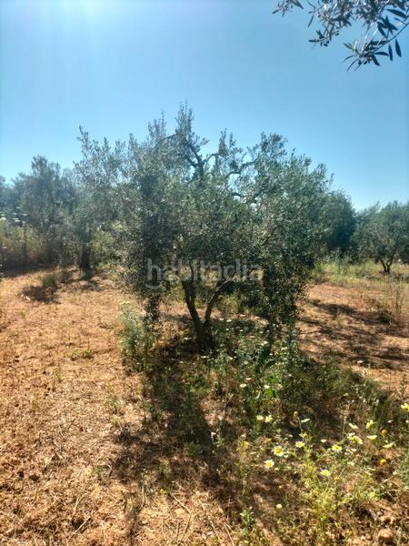Foto dafe224f-e505-47dc-8cdb-a0c6bcf96737. Finca rústica atención magnifica finca de olivos con pozo y caseta de aperos . en Bollullos de la Mitación