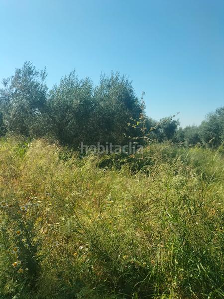 Foto deb86004-901c-459b-880e-f5be47fec696. Finca rústica atención magnifica finca de olivos con pozo y caseta de aperos . en Bollullos de la Mitación