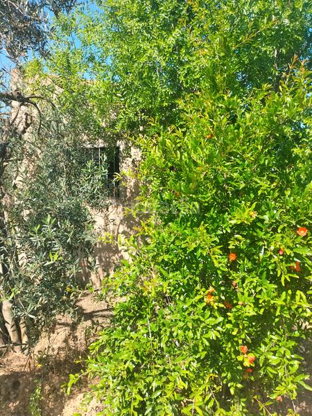 Foto e1786ca5-7a4c-4779-aa4a-aa3deb6478f3. Finca rústica atención magnifica finca de olivos con pozo y caseta de aperos . en Bollullos de la Mitación