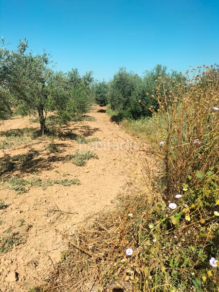 Foto e53df67c-e001-4a6a-a3e3-08b5f98324db. Finca rústica atención magnifica finca de olivos con pozo y caseta de aperos . en Bollullos de la Mitación