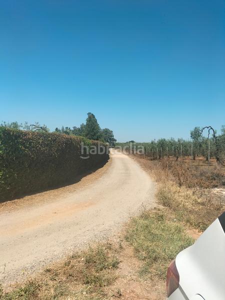 Foto e9dffe5e-e74d-4e78-906f-7503fe6dbb5d. Finca rústica atención magnifica finca de olivos con pozo y caseta de aperos . en Bollullos de la Mitación