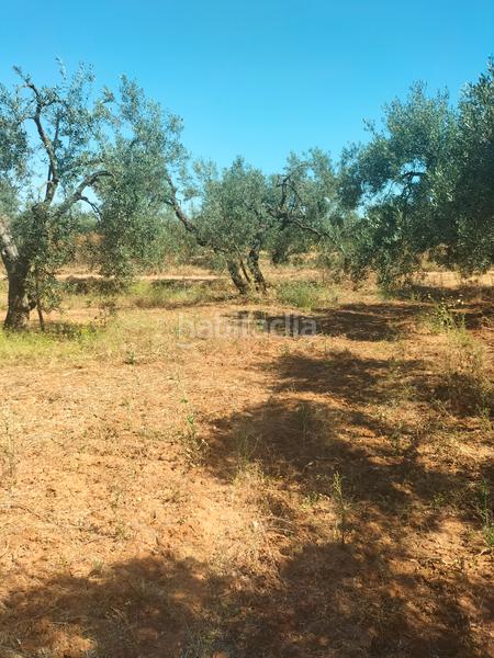 Foto ec1134bf-cbb0-4602-9d79-0444422d17c2. Finca rústica atención magnifica finca de olivos con pozo y caseta de aperos . en Bollullos de la Mitación