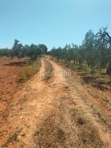 Foto ef557824-f09a-49cc-9290-75f938a584e4. Finca rústica atención magnifica finca de olivos con pozo y caseta de aperos . en Bollullos de la Mitación