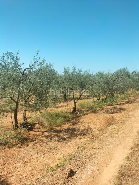 Foto f046b88a-9c1b-4843-8d90-6728fd2b1f19. Finca rústica atención magnifica finca de olivos con pozo y caseta de aperos . en Bollullos de la Mitación