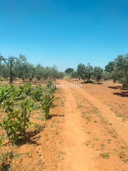 Foto f06925f7-df03-4c72-966e-9d6b2a35f68d. Finca rústica atención magnifica finca de olivos con pozo y caseta de aperos . en Bollullos de la Mitación
