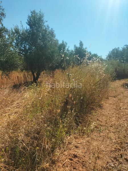 Foto f82196d8-b052-4328-bee9-8b6484a6533b. Finca rústica atención magnifica finca de olivos con pozo y caseta de aperos . en Bollullos de la Mitación