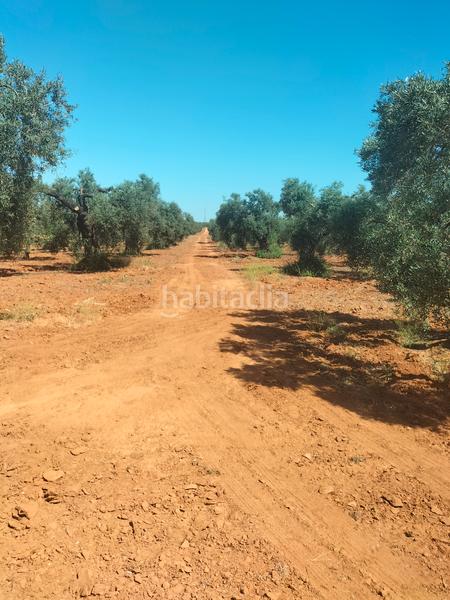 Foto fd7d5b66-2840-4dc8-bae5-12c6bd03d319. Finca rústica atención magnifica finca de olivos con pozo y caseta de aperos . en Bollullos de la Mitación