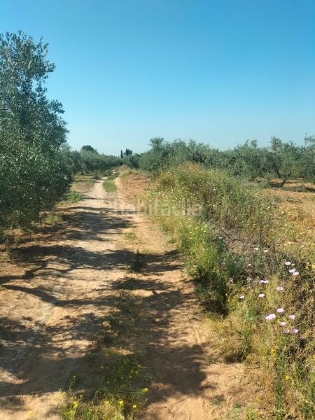 Foto fdd7ff85-934e-47a0-8643-44a07a8d1027. Finca rústica atención magnifica finca de olivos con pozo y caseta de aperos . en Bollullos de la Mitación
