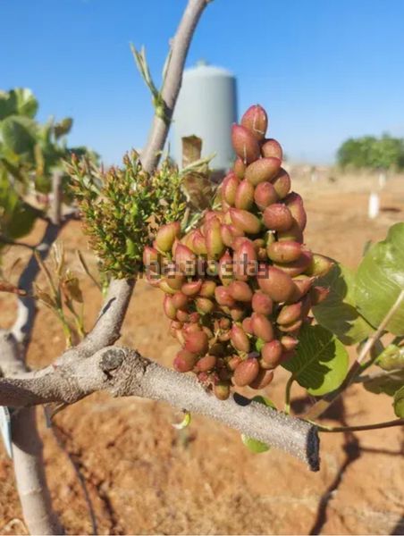 Foto d6c139b1-f15b-4b75-9173-f001d0aacd3a. Finca rústica a El Carmen Murcia