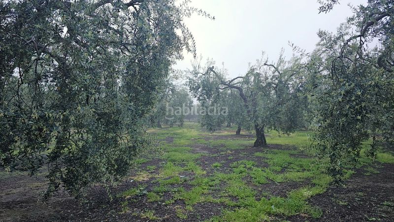 Foto 5fa45b22-89a3-47a5-9ecc-148d39d8c3fa. Finca rústica a Benacazón