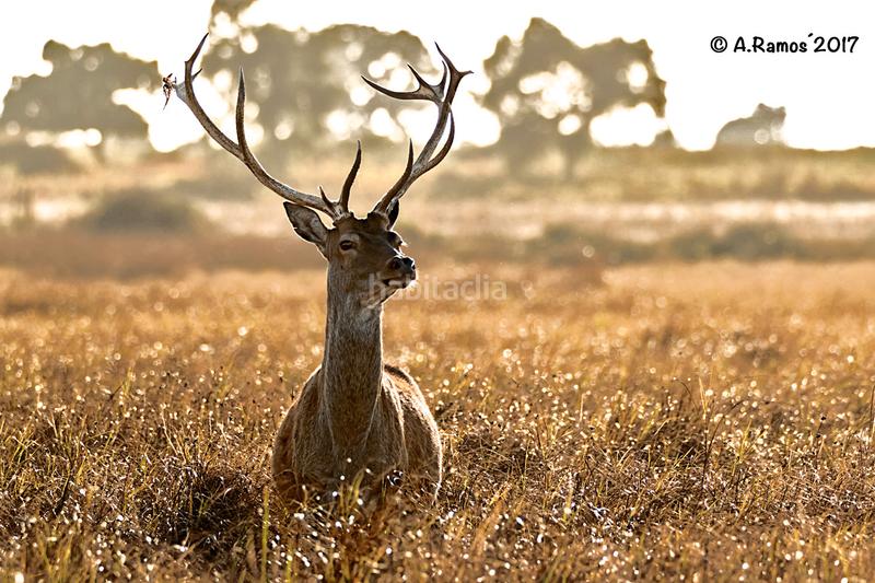 Foto c8555f88-4594-4f74-abcb-52e969cbd52d. Terreno residenziale in Almonte Almonte