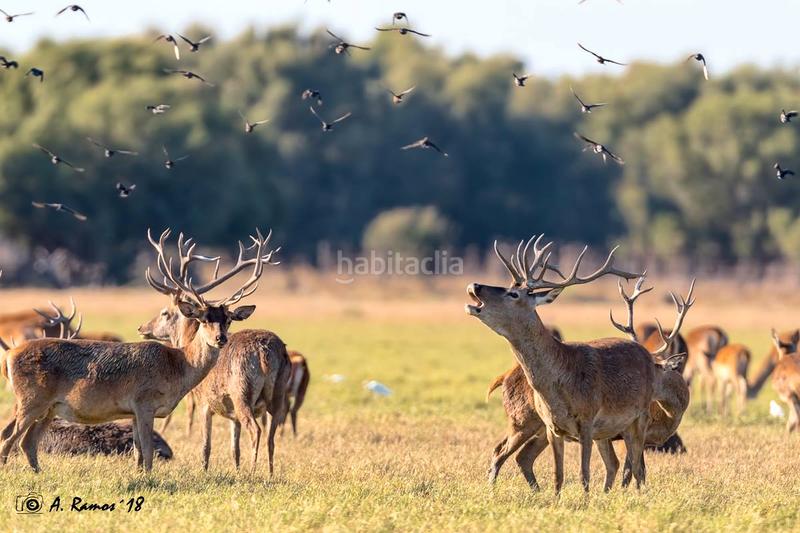 Foto 276b3d52-50cc-48cb-9664-f19df591c83b. Gewerbliches grundstück in Almonte Almonte