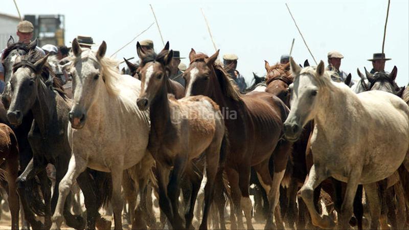 Foto 4a1cebe9-8d3d-4388-a1b0-7c4dc68f4ca3. Gewerbliches grundstück in Almonte Almonte