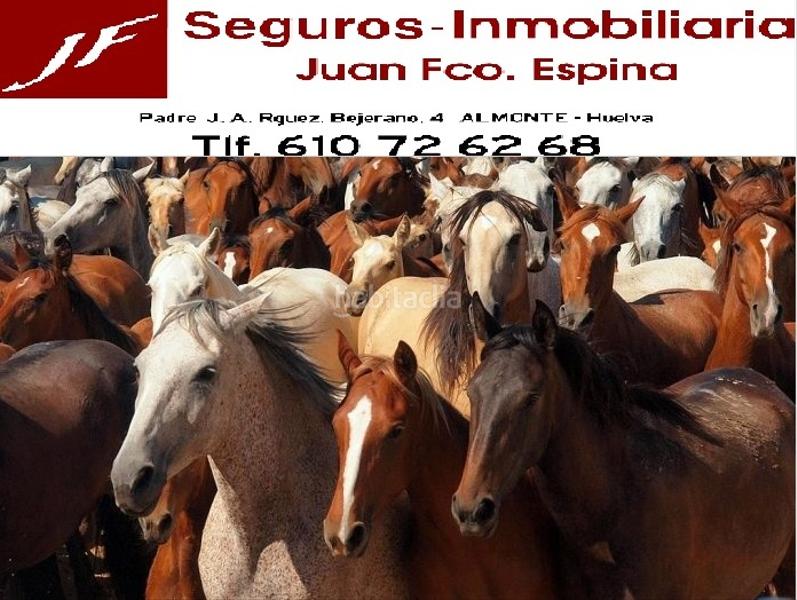 Foto d5fa6bd3-3a3e-4436-8882-a78b40ff40ef. Gewerbliches grundstück in Almonte Almonte