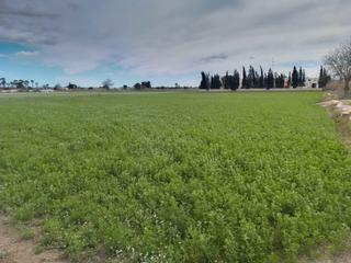 Landgut in Catral. Venta de terreno en catral