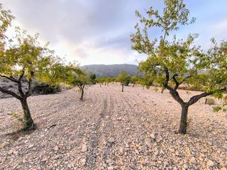 Terreno residencial en Pinoso