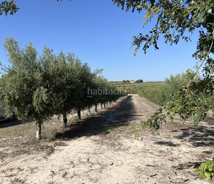 Foto ff007bdf-bc64-427b-90e5-a584e2c94769. Rural plot in Agullent