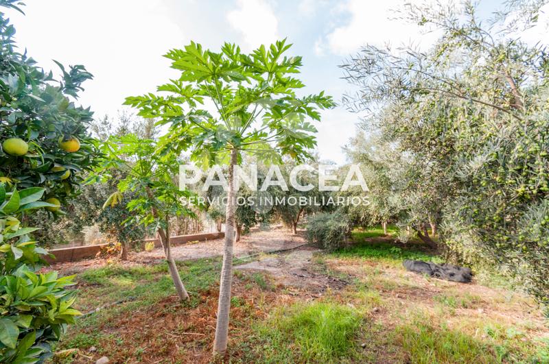 Foto 1d6b618c-169e-45c6-b4e9-634807ed3560. Masía finca rústica en venta en Vícar pueblo Vícar