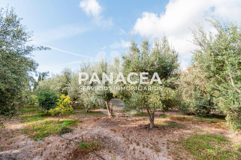 Foto 9ce4623e-ad3f-4c31-b896-5fb82d9eba2a. Masía finca rústica en venta en Vícar pueblo Vícar