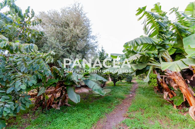 Foto a983b5c2-2925-4f04-88ec-f032b7356c55. Masía finca rústica en venta en Vícar pueblo Vícar