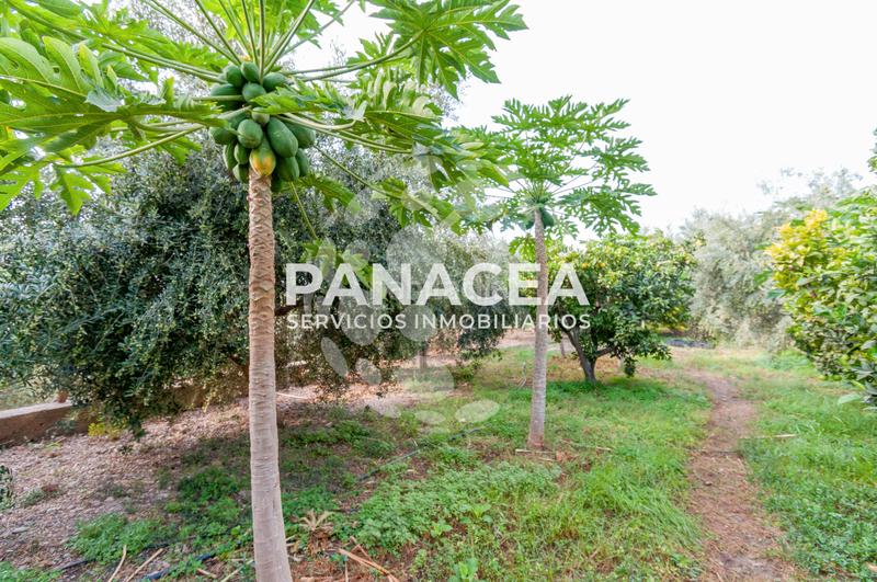 Foto abfbeccb-f26a-4e9d-833c-c04868710b81. Masía finca rústica en venta en Vícar pueblo Vícar